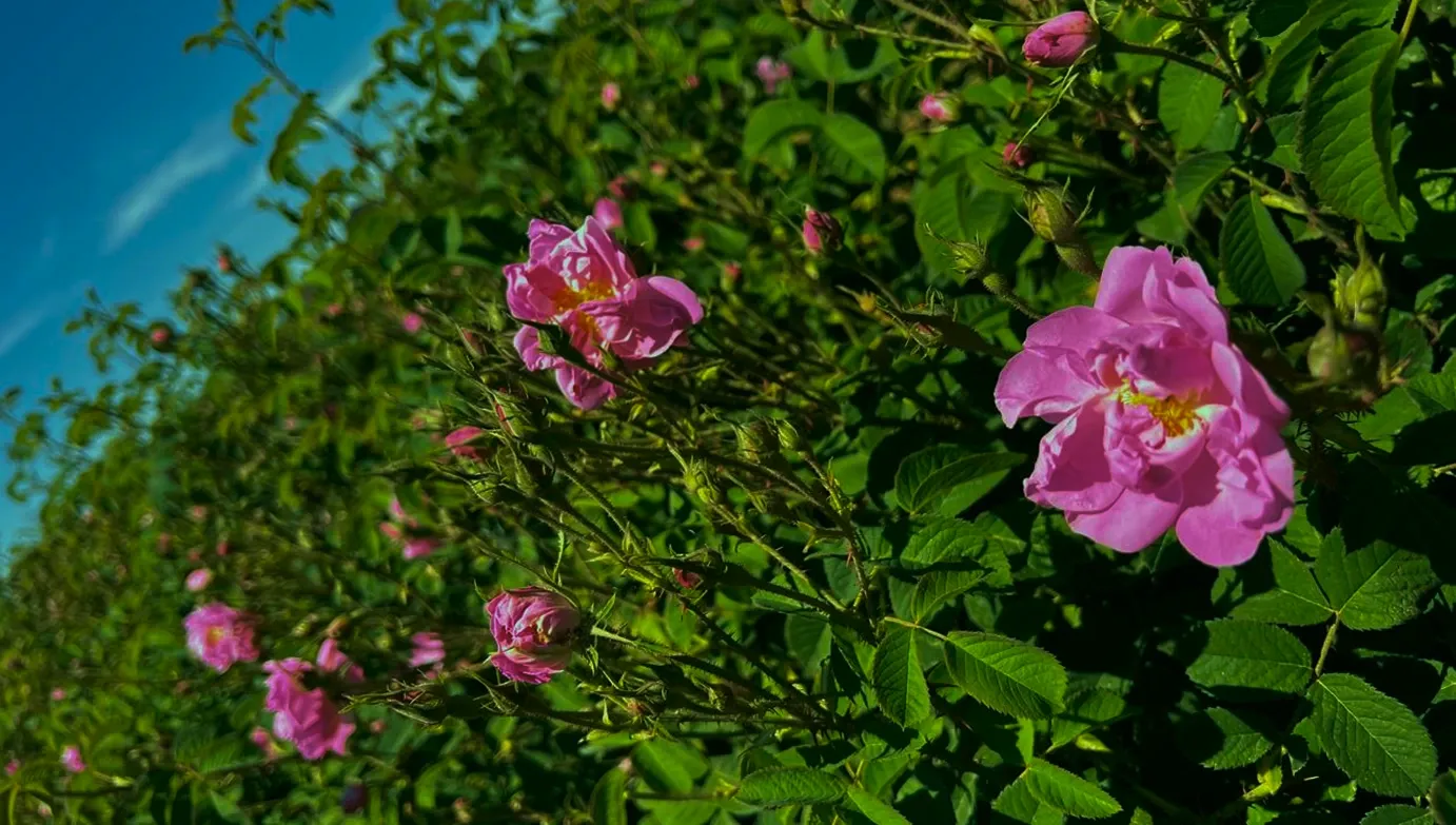 RoseField1