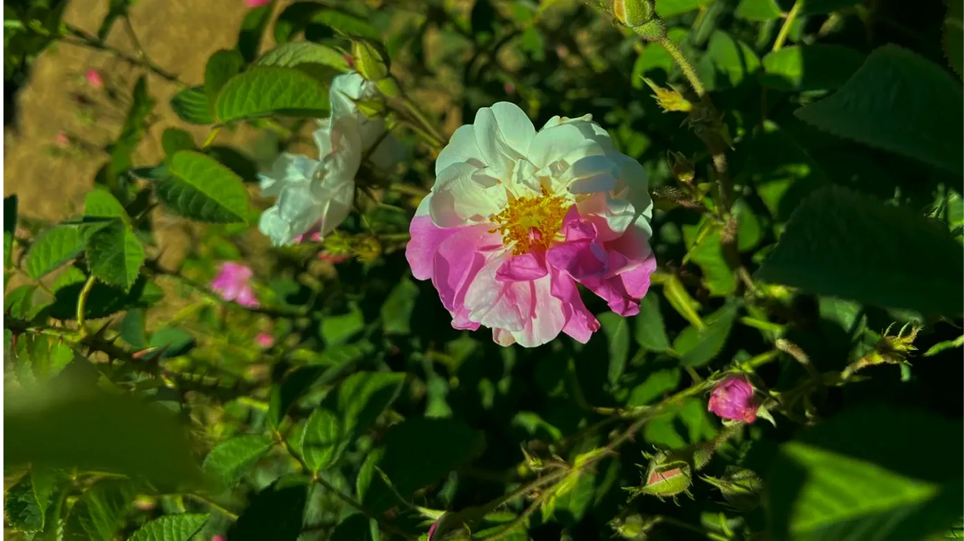 Split-color Rose