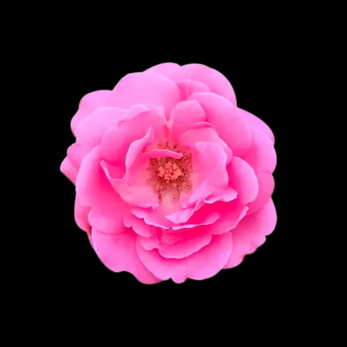 rose